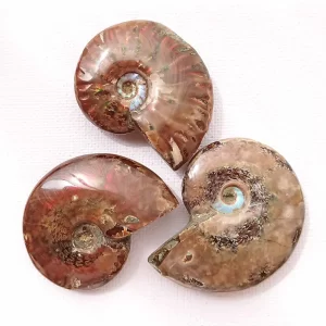 Ammonit - Éltető Erő kristály 20-25g